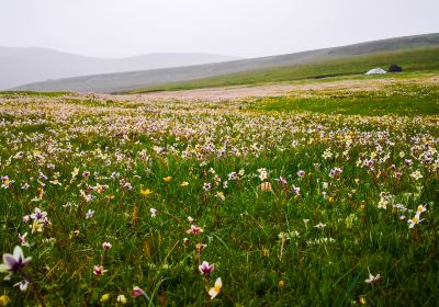 Russian Mouth Flower Seaview Area