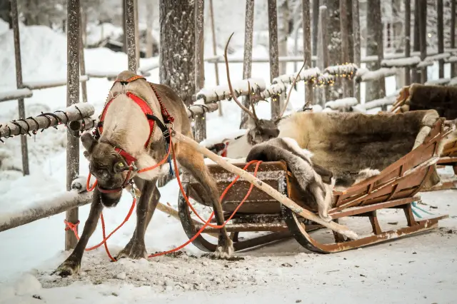 Snow Sledding in Rovaniemi