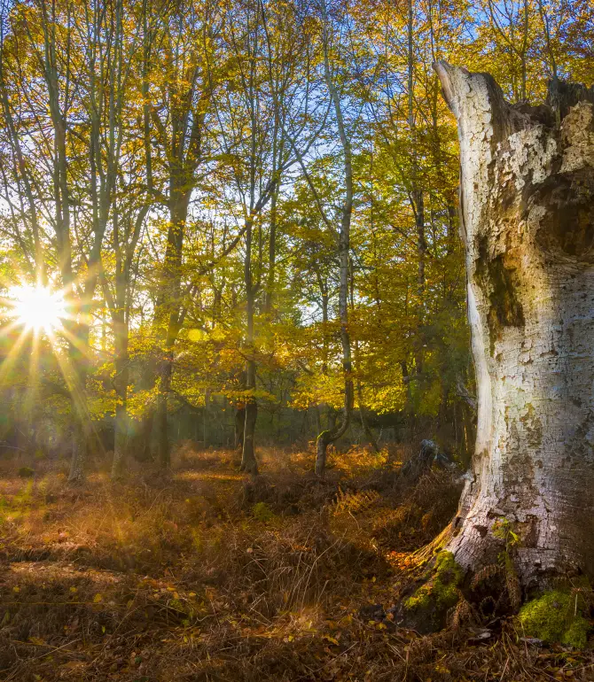 New Forest National Park