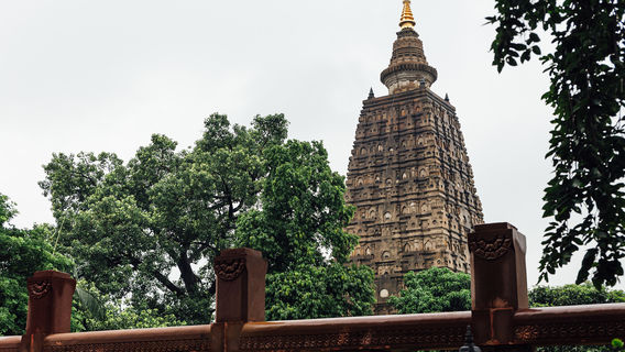 Bodhgaya Bodhi Tree