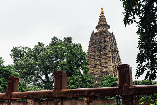 Bodhgaya Bodhi Tree