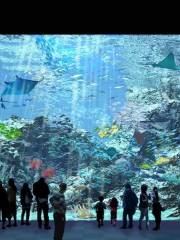 Xpark 水族館