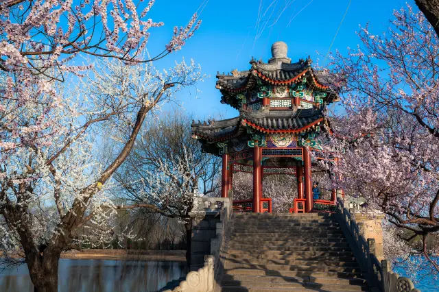 Beijing Apricot Blossom Viewing