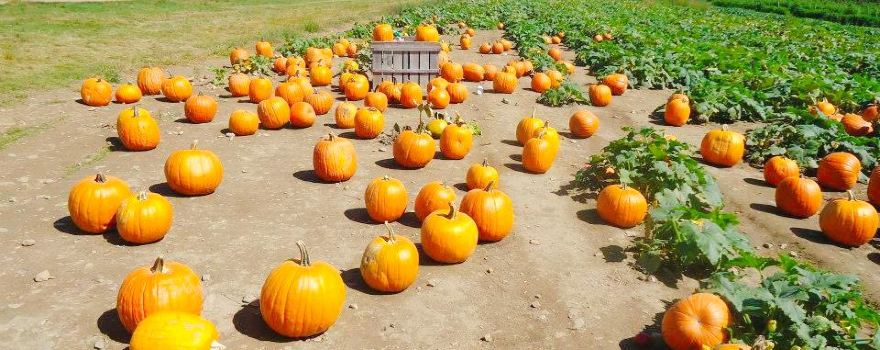 Applecrest Farm Orchards