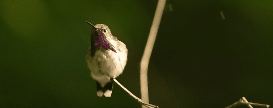 Poofy Bumble Bee Humming Bird Tree