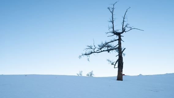 Larix sibirica (Lonely Tree)