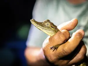 Popular Night Attractions in Amazonas