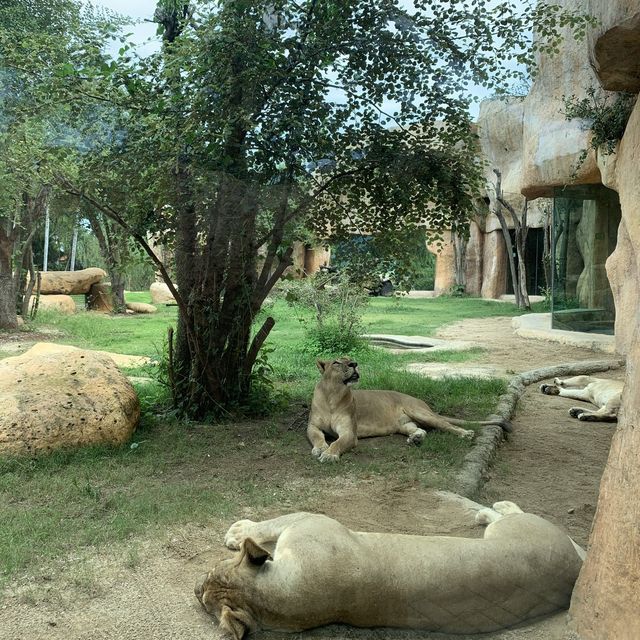 A Worth-Visiting Zoo