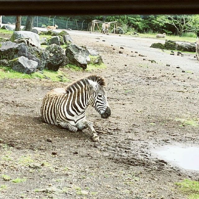 【富士サファリパーク】