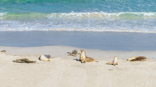 Seal Bay