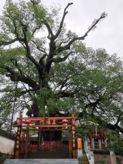 Large Camphor Tree in Zhangtan