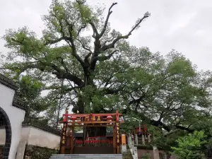 Large Camphor Tree in Zhangtan