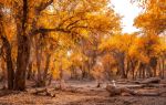 Tarim Populus Euphratica National Forest Park