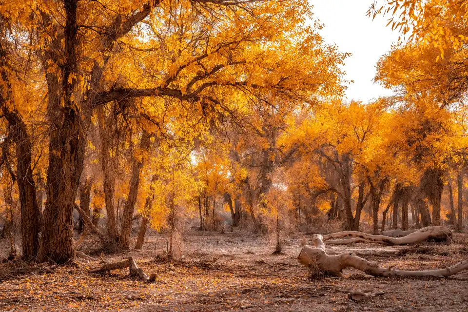 2_Tarim Populus Euphratica Forest Park