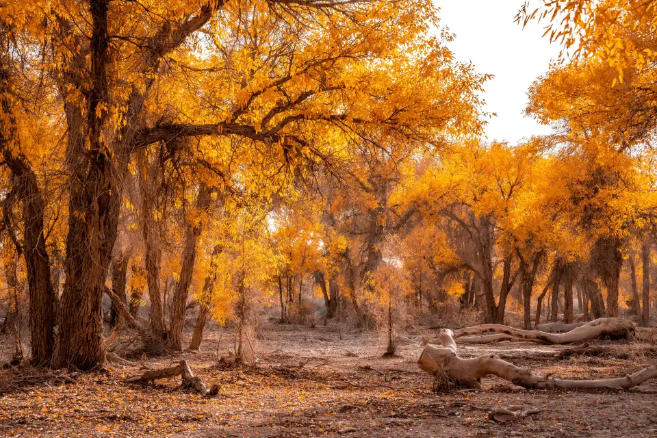 2_Tarim Populus Euphratica Forest Park
