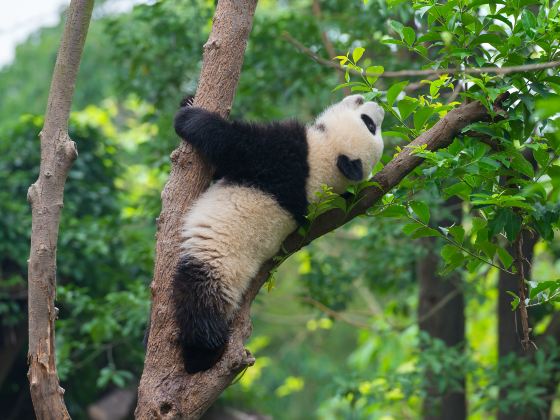 Bifengxia Panda Reserve