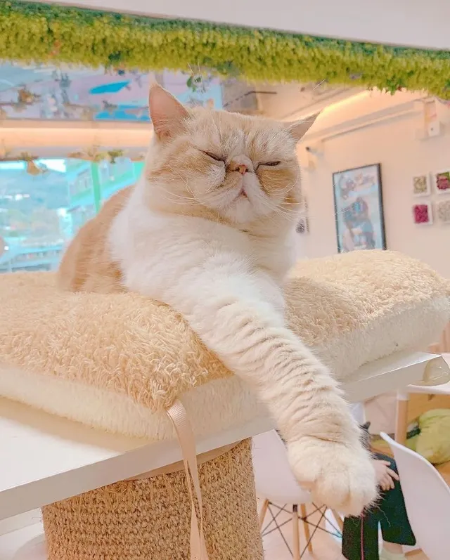 【動物 cafe】愛貓天堂—十大港九新界貓 Café 推介遊記攻略-Trip.com遊玩攻略