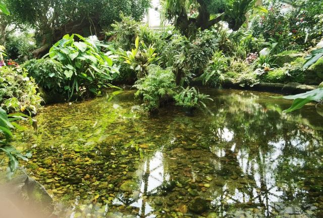 Shanghai Chenshan Botanical Garden