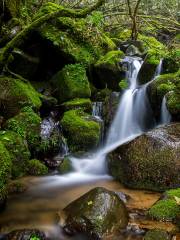 Emei Peak Natural Reserve