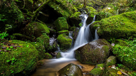 Emei Peak Natural Reserve