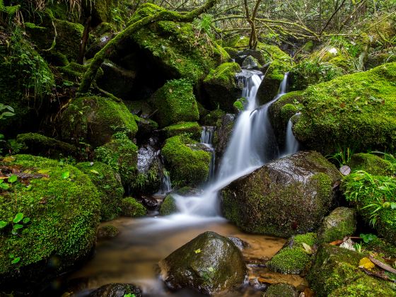 Emei Peak Natural Reserve