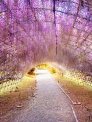北九州市河內富士花園紫藤花祭