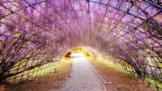 北九州市河內富士花園紫藤花祭