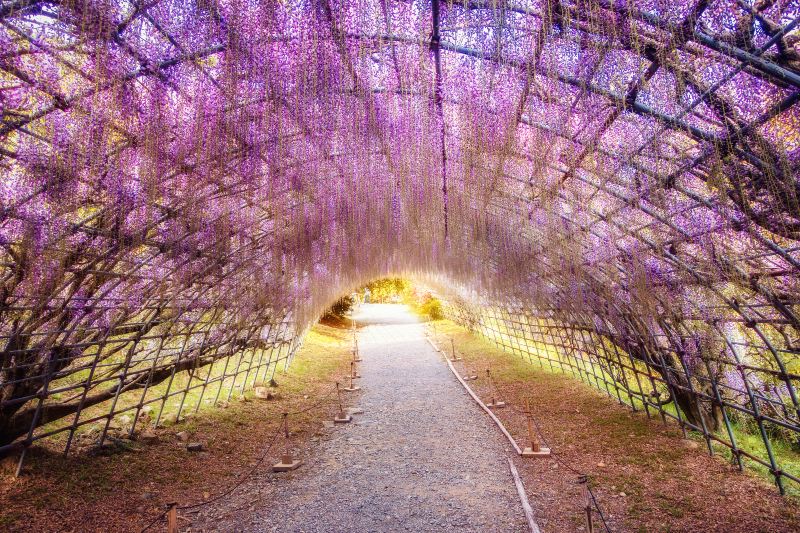 Kawachi Wisteria Garden