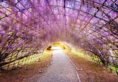 北九州市河內富士花園紫藤花祭