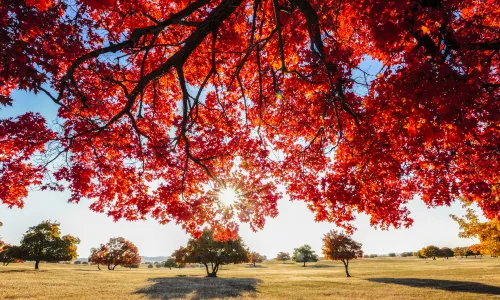 Daiqintala Maple Tourist Area