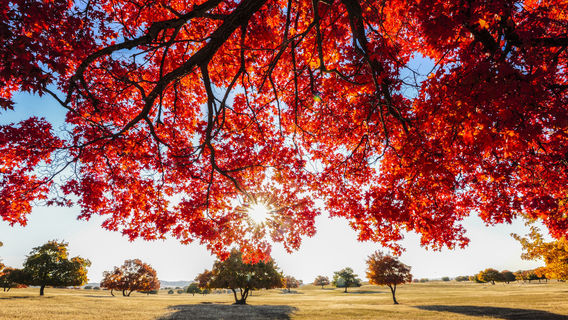 Daiqintala Maple Tourist Area