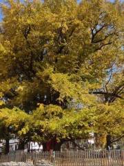 Millennium Ginkgo Tree Tourist Area, Yinggeyan Village, Xiaoba Town