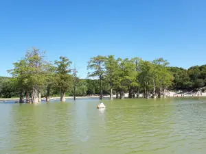 Cupressus Lake