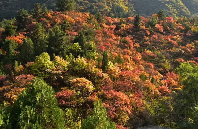 Shijiazhuang Fall Leaves Viewing