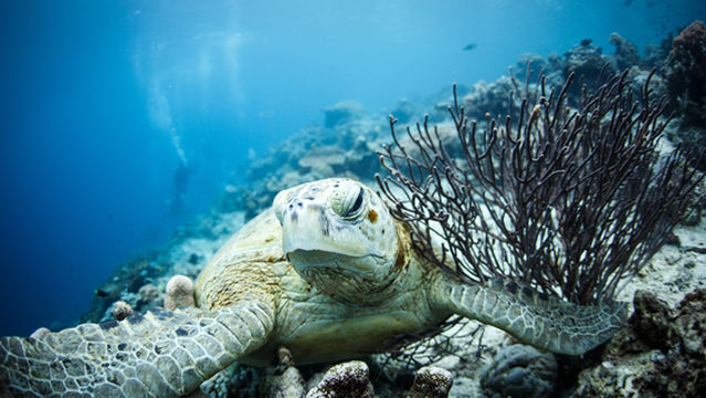 Scuba Diving in Langkawi