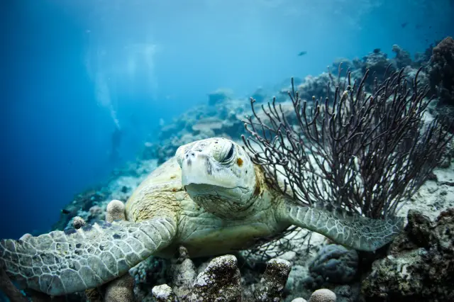 Scuba Diving in Langkawi