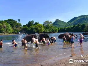 Elephants World