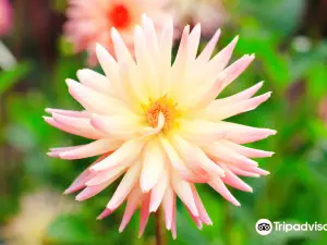 Mendocino Coast Botanical Gardens
