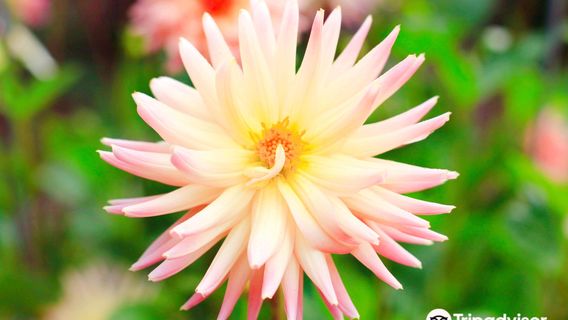 Mendocino Coast Botanical Gardens