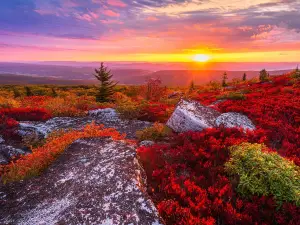 Dolly Sods