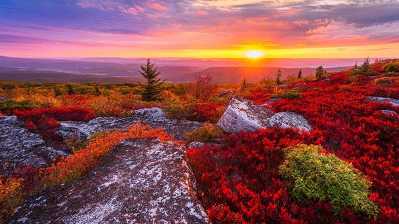 Dolly Sods
