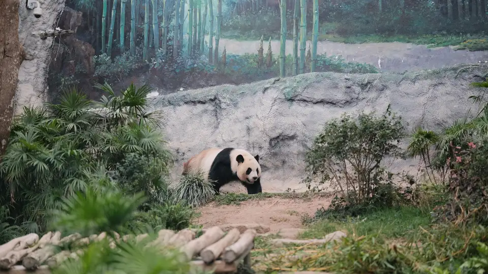 5_Macao Giant Panda Pavilion