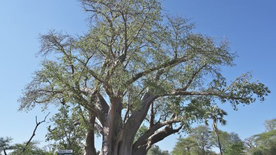 Big Tree at Victoria Falls