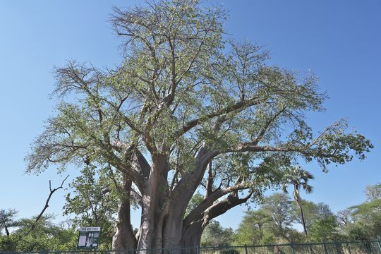 Big Tree at Victoria Falls