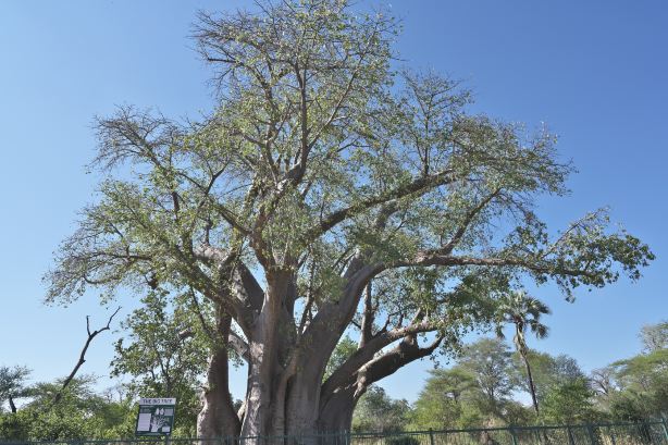 Big Tree at Victoria Falls