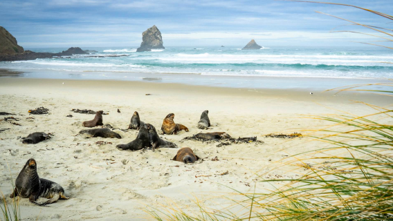 Sandfly Bay Wildlife Refuge