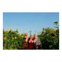 Sunflower Garden at Glagah Beach