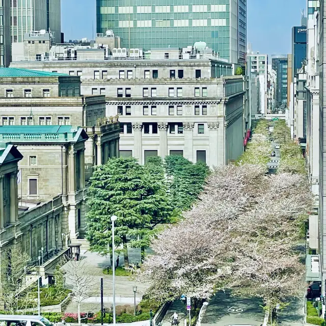 来る葉桜を想う花吹雪