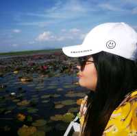 ล่องเรือ ชมดอกบัวแดง บัวขาว พัทลุง