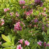 Rhododendron park in Helsinki